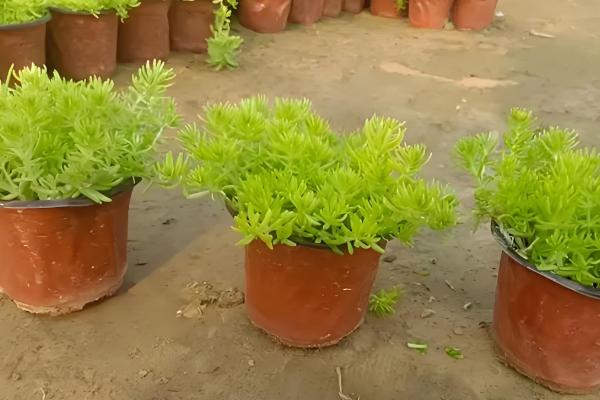 佛甲草的爆盆方法，生长旺期每个月追肥一次