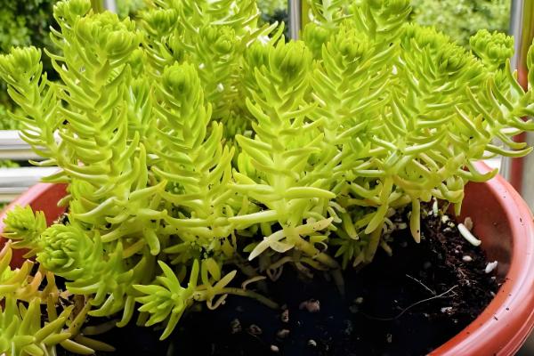 佛甲草的爆盆方法，生长旺期每个月追肥一次