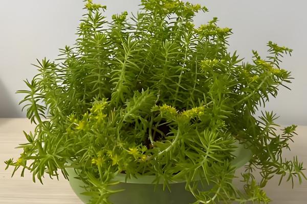 佛甲草的爆盆方法，生长旺期每个月追肥一次