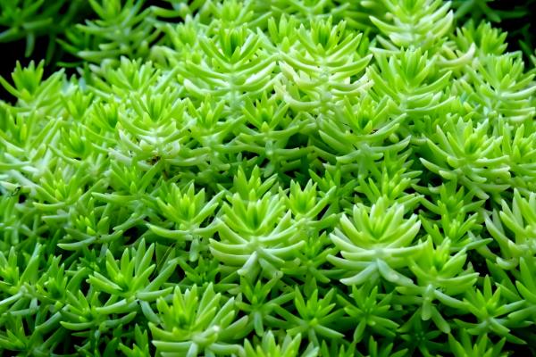 佛甲草的爆盆方法，生长旺期每个月追肥一次