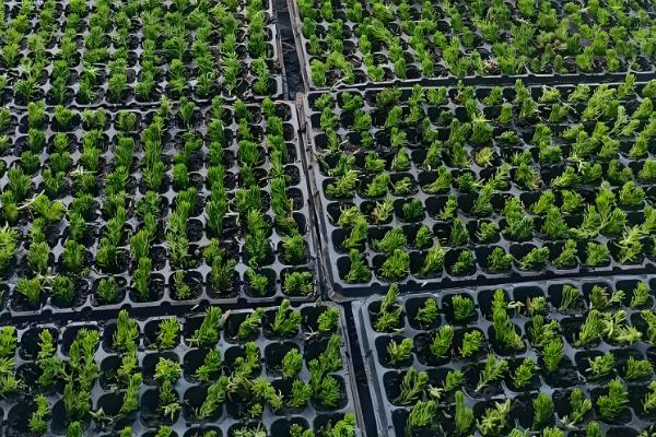 佛甲草的爆盆方法，生长旺期每个月追肥一次