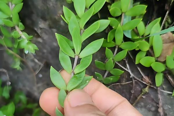 佛甲草的爆盆方法，生长旺期每个月追肥一次