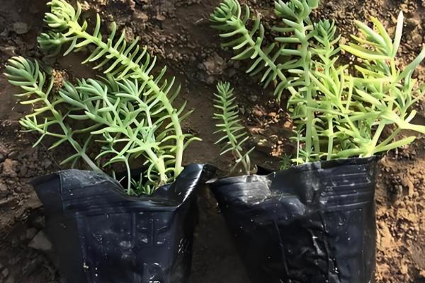 佛甲草的爆盆方法，生长旺期每个月追肥一次