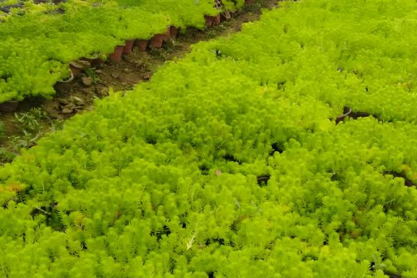 佛甲草的爆盆方法，生长旺期每个月追肥一次