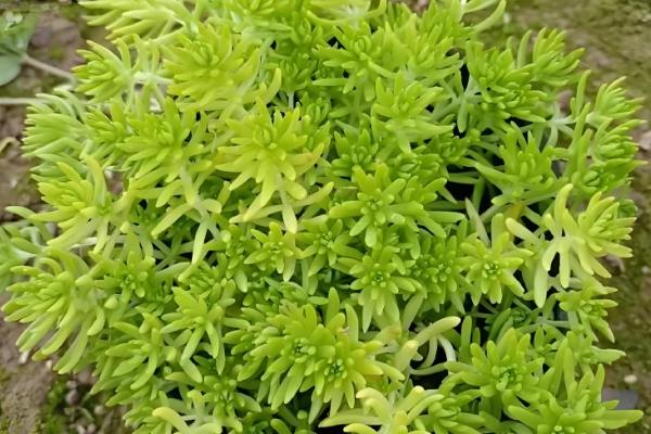 佛甲草的爆盆方法，生长旺期每个月追肥一次