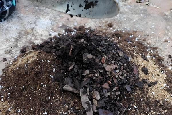 金钱树怎么养殖才可以更绿，使用偏酸性的土壤来养殖