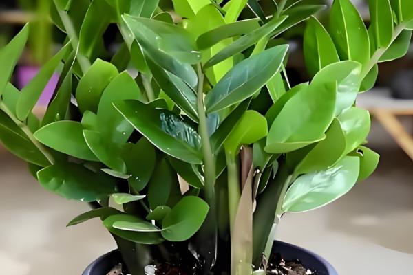 金钱树怎么养殖才可以更绿，使用偏酸性的土壤来养殖