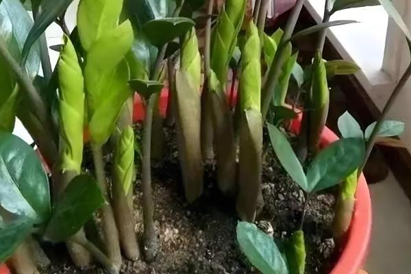 金钱树怎么养殖才可以更绿，使用偏酸性的土壤来养殖