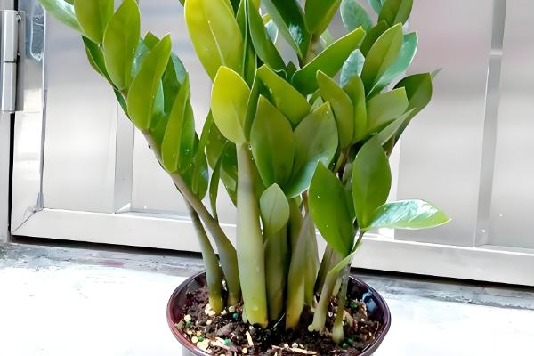 金钱树怎么养殖才可以更绿，使用偏酸性的土壤来养殖