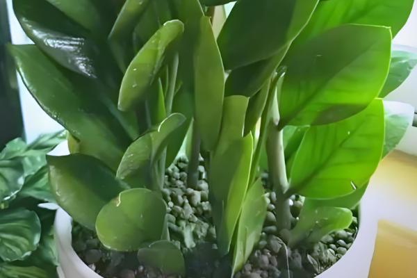 金钱树怎么养殖才可以更绿，使用偏酸性的土壤来养殖