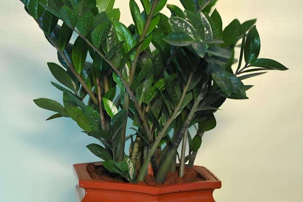 金钱树怎么养殖才可以更绿，使用偏酸性的土壤来养殖