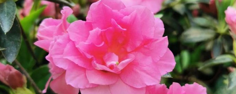 杜鹃花焦叶的原因，需每隔2-3年换一次盆