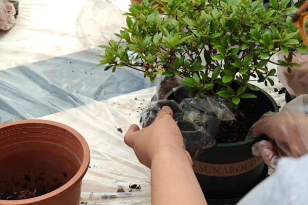 杜鹃花焦叶的原因，需每隔2-3年换一次盆