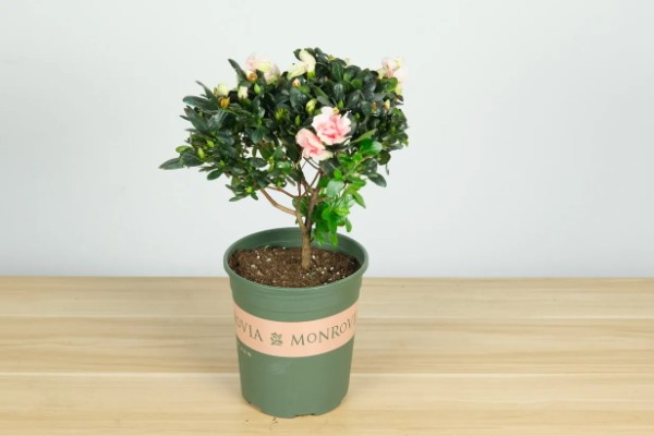 杜鹃花焦叶的原因，需每隔2-3年换一次盆