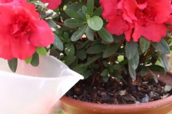 杜鹃花焦叶的原因，需每隔2-3年换一次盆