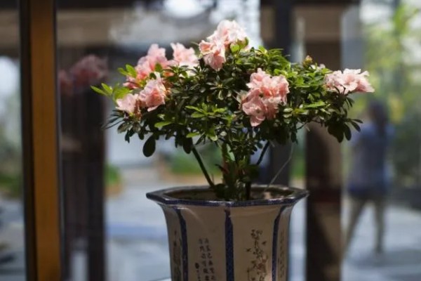 杜鹃花焦叶的原因，需每隔2-3年换一次盆