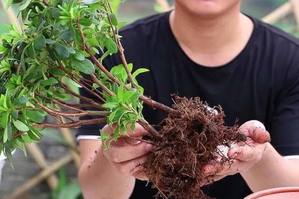 杜鹃花焦叶的原因，需每隔2-3年换一次盆