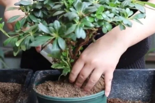 杜鹃花焦叶的原因，需每隔2-3年换一次盆