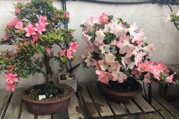 杜鹃花焦叶的原因，需每隔2-3年换一次盆