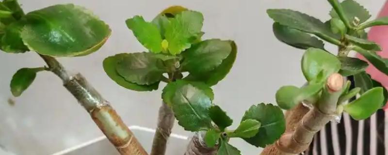 玉树能嫁接哪些花卉，可嫁接长寿花、蟹爪兰等