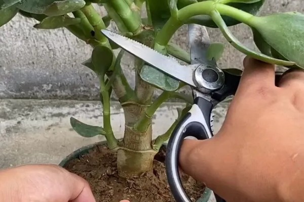 玉树能嫁接哪些花卉，可嫁接长寿花、蟹爪兰等