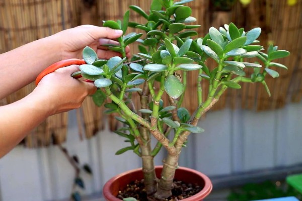 玉树能嫁接哪些花卉，可嫁接长寿花、蟹爪兰等