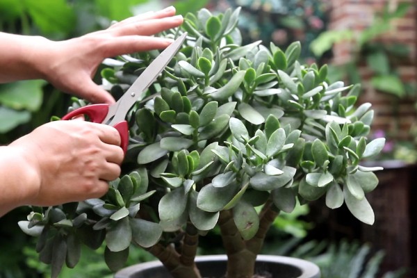 玉树能嫁接哪些花卉，可嫁接长寿花、蟹爪兰等