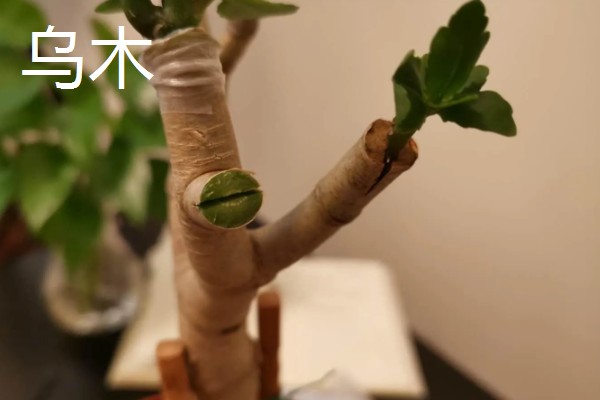 玉树能嫁接哪些花卉，可嫁接长寿花、蟹爪兰等