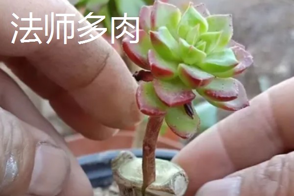 玉树能嫁接哪些花卉，可嫁接长寿花、蟹爪兰等