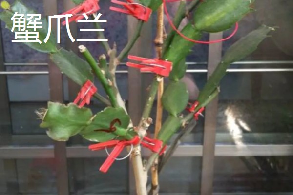 玉树能嫁接哪些花卉，可嫁接长寿花、蟹爪兰等