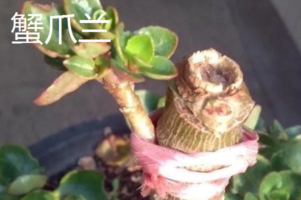 玉树能嫁接哪些花卉，可嫁接长寿花、蟹爪兰等