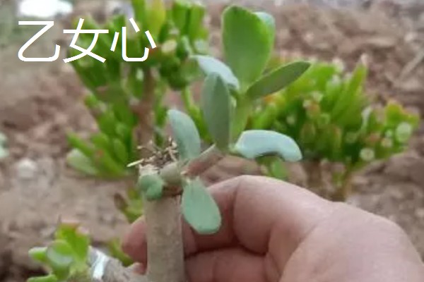 玉树能嫁接哪些花卉，可嫁接长寿花、蟹爪兰等