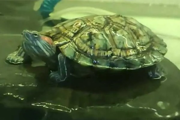 巴西龟要冬眠吗，巴西龟要冬眠