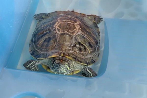 巴西龟要冬眠吗，巴西龟要冬眠