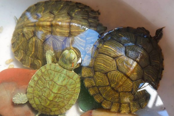 巴西龟要冬眠吗，巴西龟要冬眠