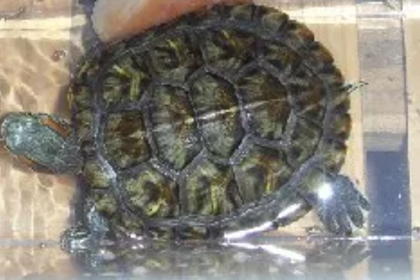 巴西龟要冬眠吗，巴西龟要冬眠