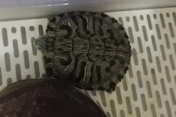 巴西龟要冬眠吗，巴西龟要冬眠