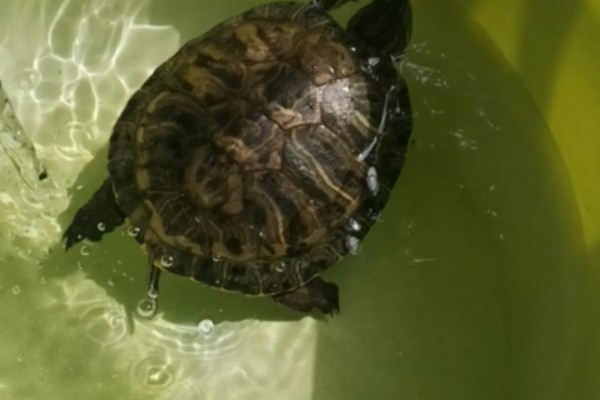 巴西龟要冬眠吗，巴西龟要冬眠