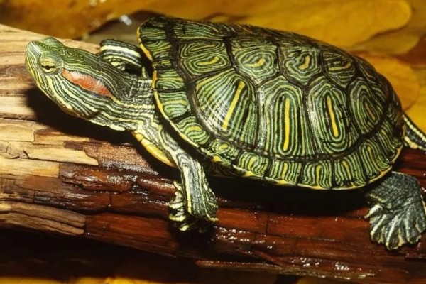 巴西龟要冬眠吗，巴西龟要冬眠