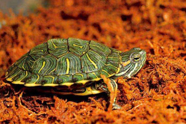 巴西龟要冬眠吗，巴西龟要冬眠