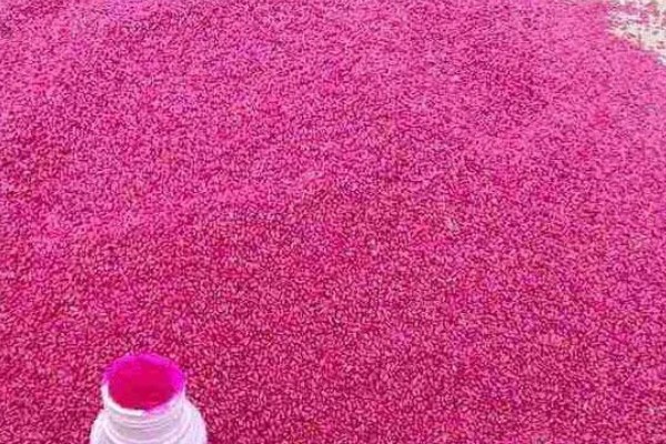 小麦拌种剂到底怎么选，不同地区选择不同的拌种剂