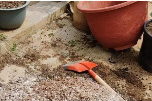 花土板结硬化如何处理，掺入粗砂和珍珠岩会变得疏松