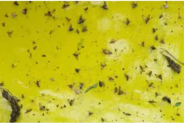 花土板结硬化如何处理，掺入粗砂和珍珠岩会变得疏松