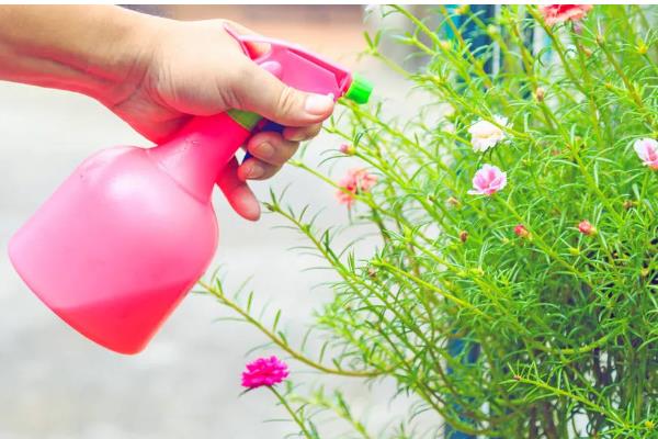 花土板结硬化如何处理，掺入粗砂和珍珠岩会变得疏松