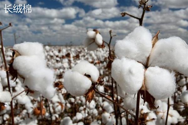 棉花的种类,常见的有树棉、草棉等