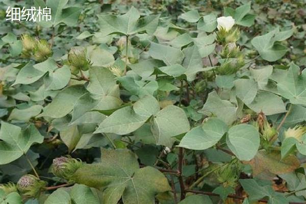 棉花的种类,常见的有树棉、草棉等