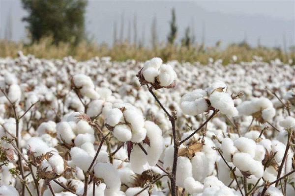 棉花的种类,常见的有树棉、草棉等