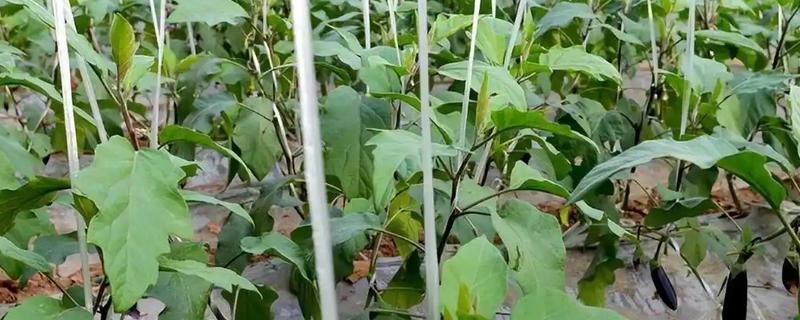 设施茄子培育时期的误区，主要有以下4点