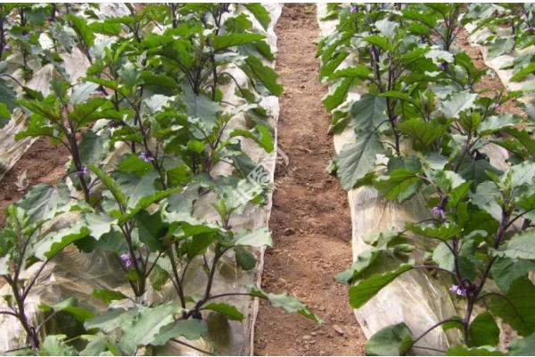 设施茄子培育时期的误区,主要有以下4点