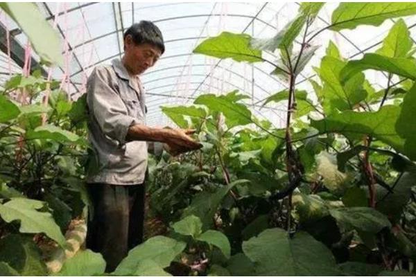 设施茄子培育时期的误区,主要有以下4点